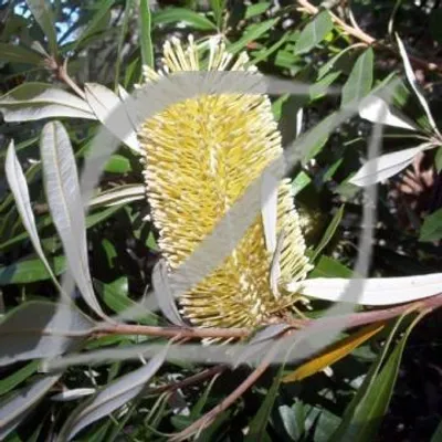Banksia integrifolia