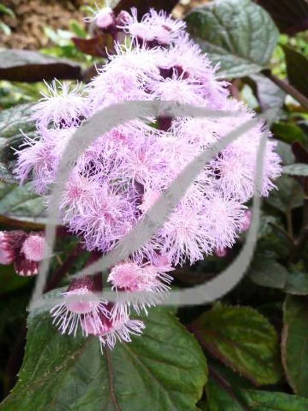 Bartlettina sordida (Eupatorium)
