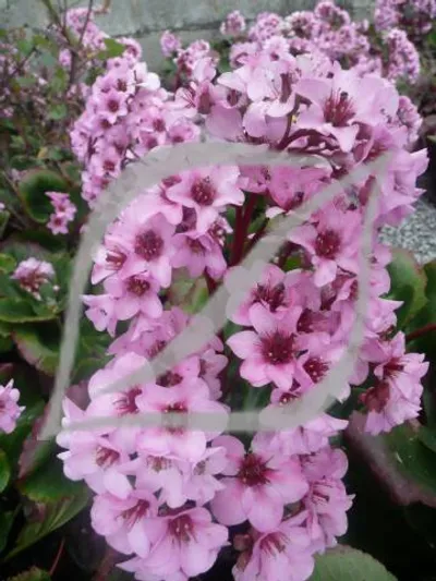 Bergenia crassifolia