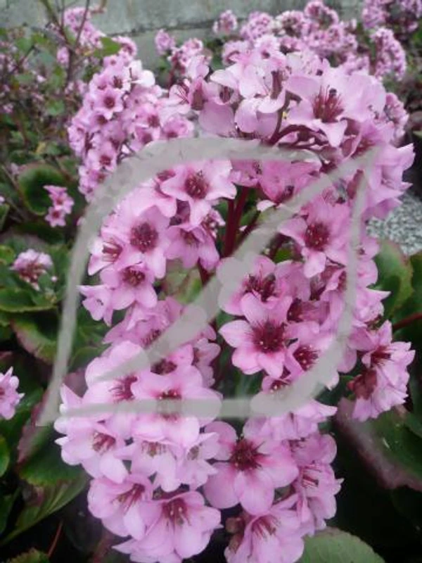 Bergenia crassifolia