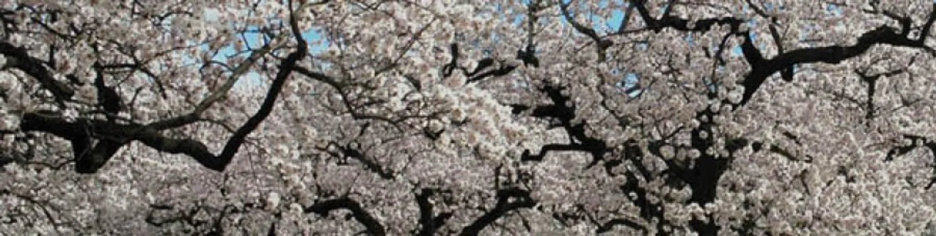 Mediterranean dry garden with native plants in full bloom