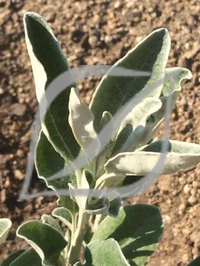 Brachyglottis 'Drysdale'