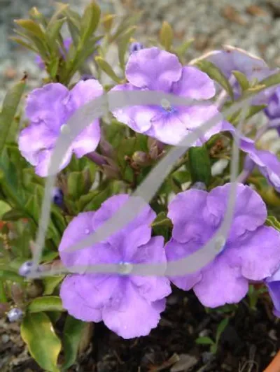 Brunfelsia pauciflora