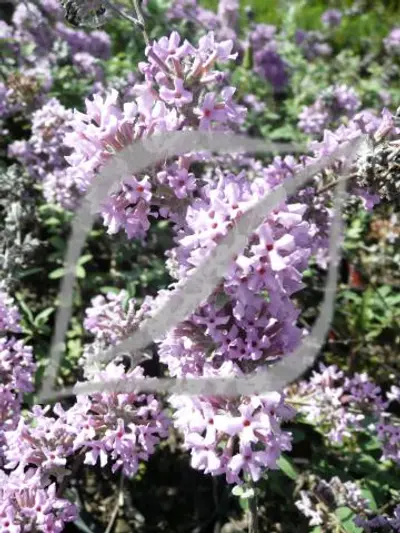 Buddleja x pikei 'Hever Castle'