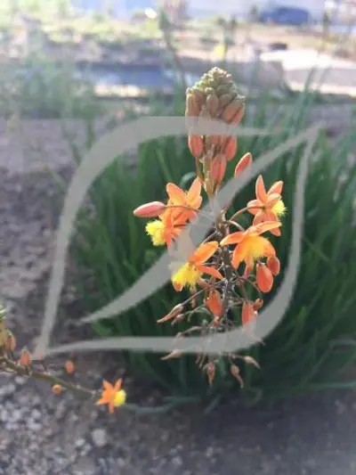 Bulbine frutescens 'Hallmarck'