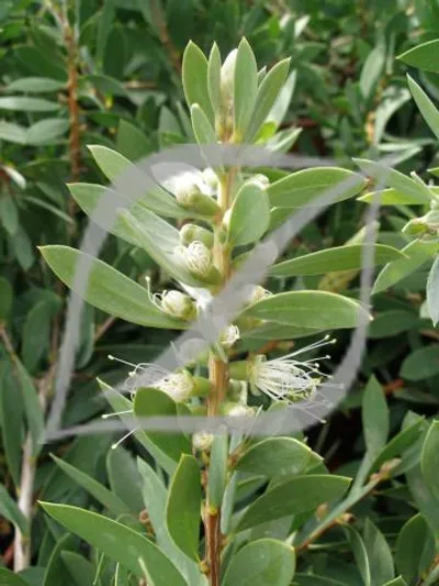 Callistemon citrinus 'White Anzac'