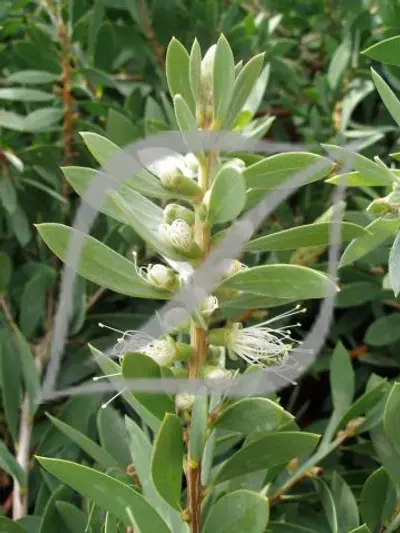 Callistemon citrinus 'White Anzac'