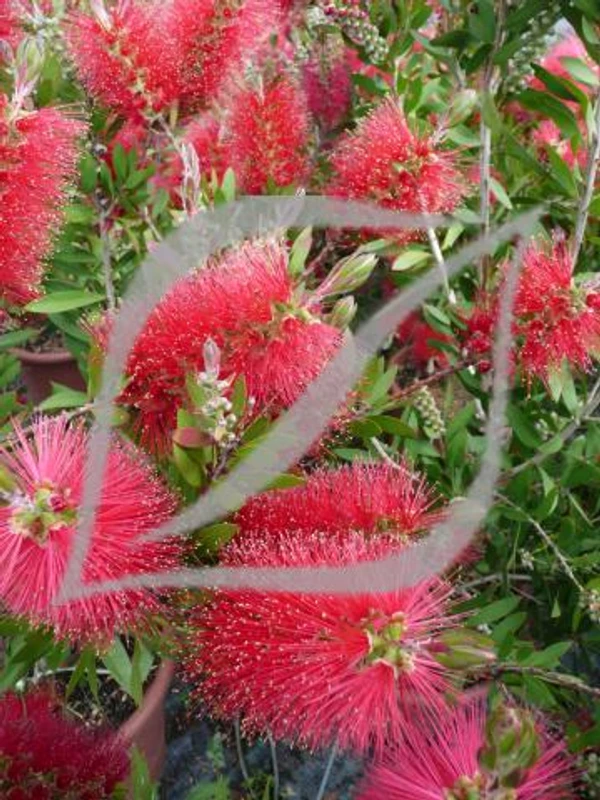 Callistemon laevis