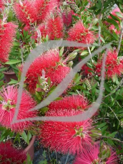 Callistemon laevis