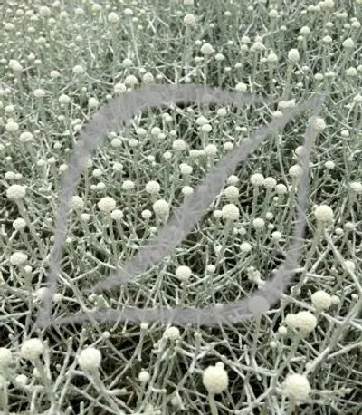 Calocephalus brownii