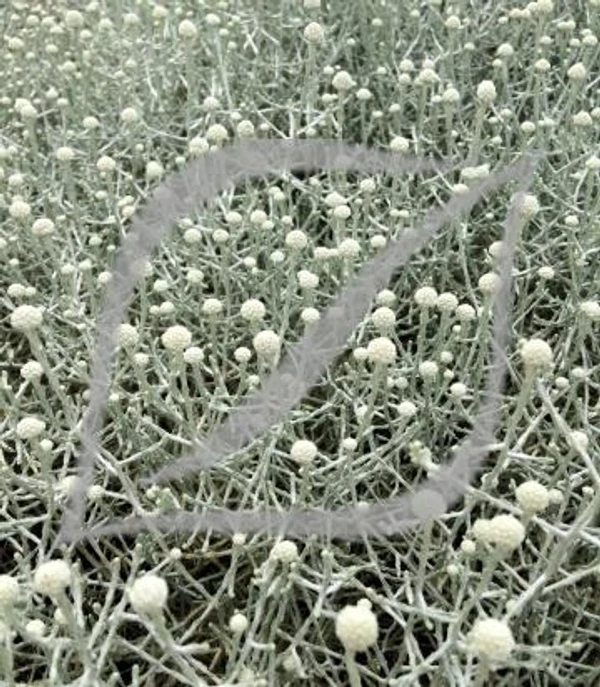 Calocephalus brownii