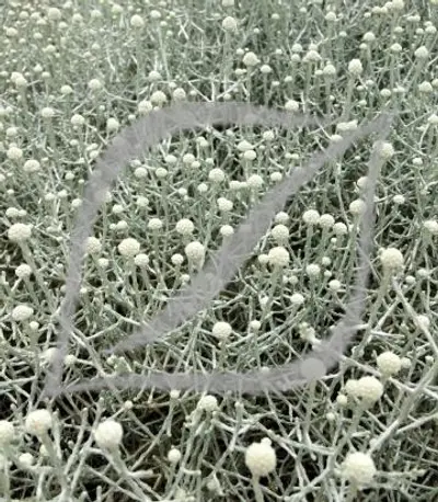 Calocephalus brownii