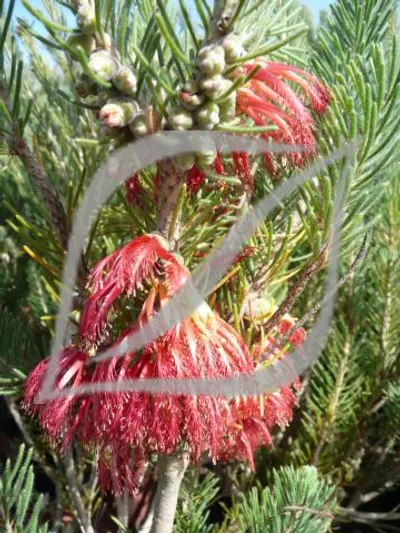 Calothamnus quadrifidus 'Grey'