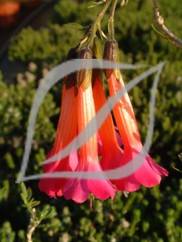 Cantua buxifolia