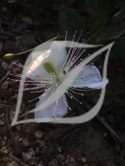Capparis spinosa 'Inermis'