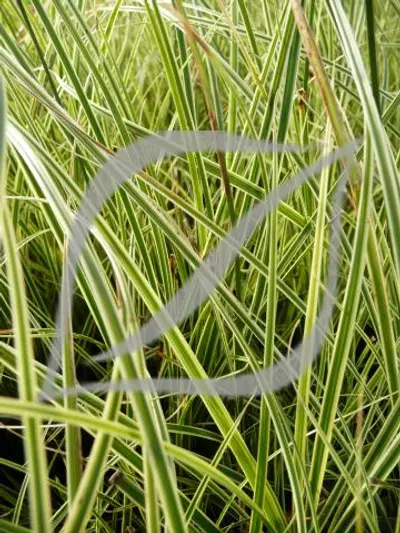 Carex brunnea 'Variegata'