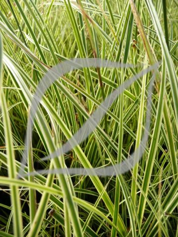 Carex brunnea 'Variegata'