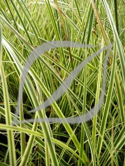 Carex brunnea 'Variegata'