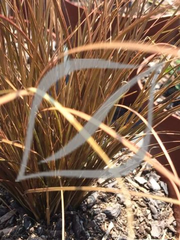 Carex comans 'Bronze'