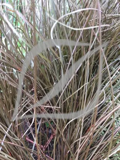 Carex comans 'Milk Chocolate'