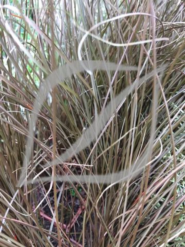 Carex comans 'Milk Chocolate'