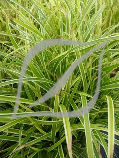 Carex morrowii 'Ice Dance'