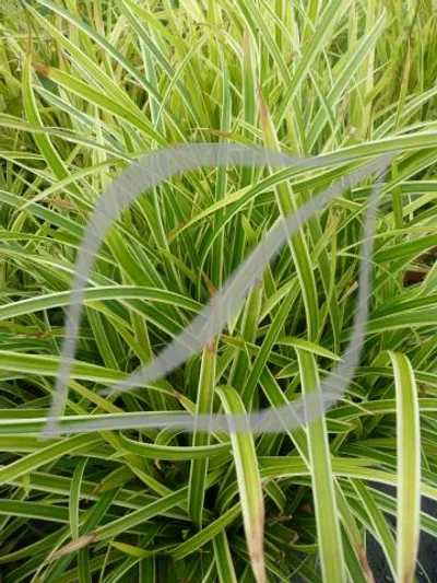 Carex morrowii 'Ice Dance'