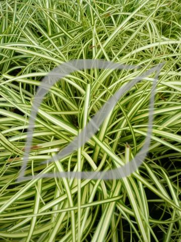 Carex oshimensis 'Evergold'