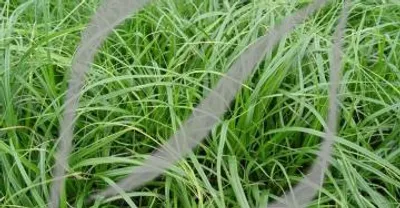 Carex oshimensis