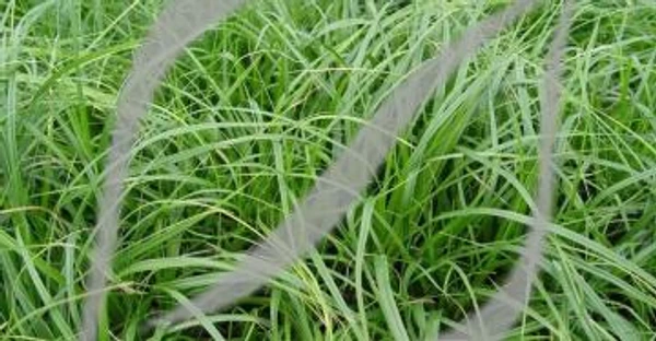Carex oshimensis