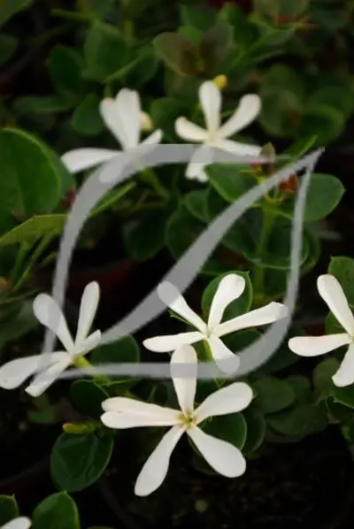 Carissa macrocarpa 'Prostrata'