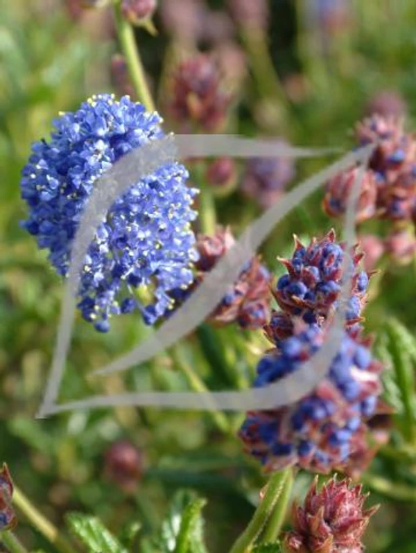 Ceanothus 'Concha'