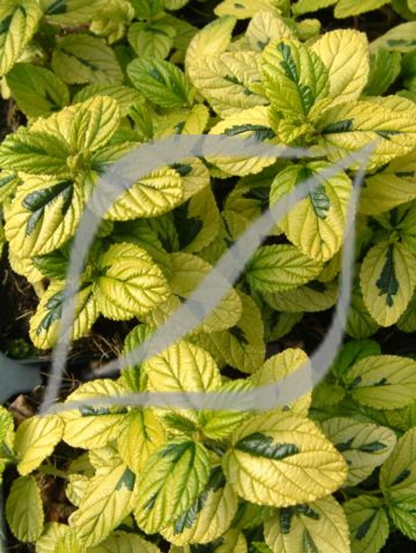 Ceanothus griseus 'Diamond Heights'