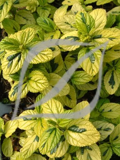 Ceanothus griseus 'Diamond Heights'