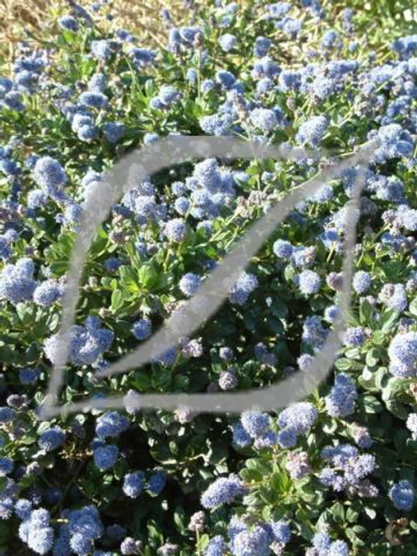 Ceanothus griseus 'Yankee Point'
