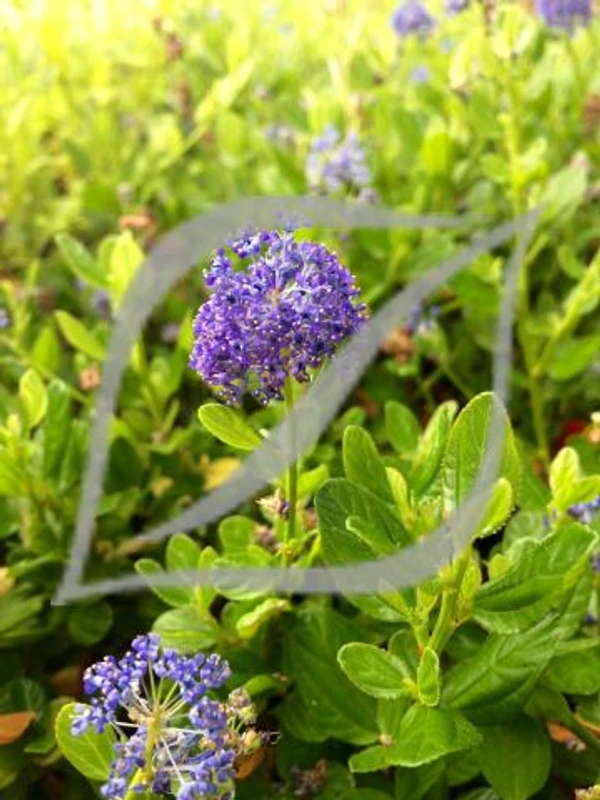 Ceanothus 'Skylark'