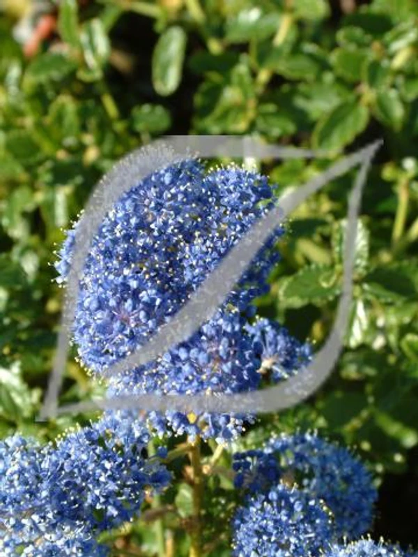 Ceanothus thyrsiflorus var. repens
