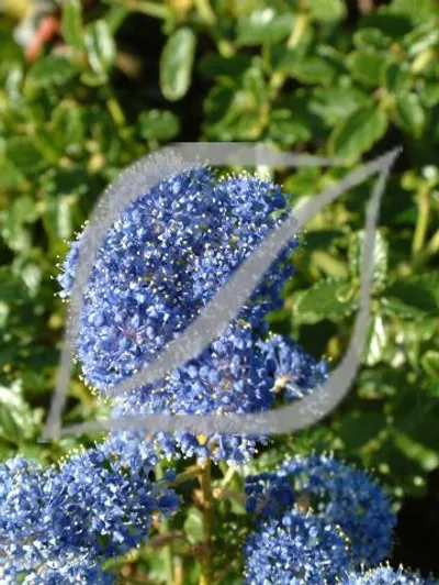 Ceanothus thyrsiflorus var. repens
