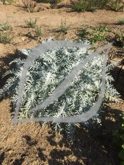 Centaurea cineraria (C. pulcherrima)