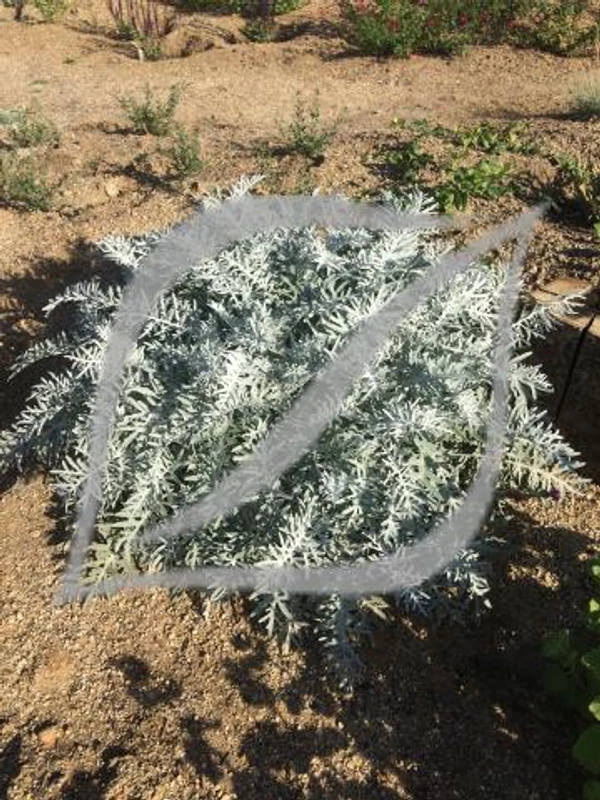 Centaurea cineraria (C. pulcherrima)