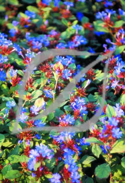 Ceratostigma plumbaginoides