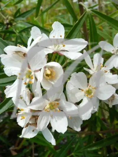 Choisya 'Aztec Pearl'