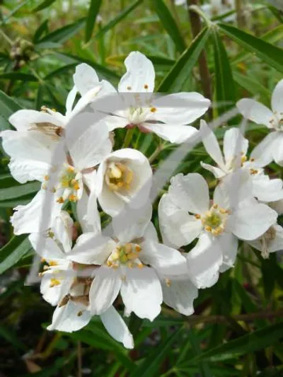 Choisya 'Aztec Pearl'