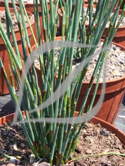 Chondropetalum tectorum