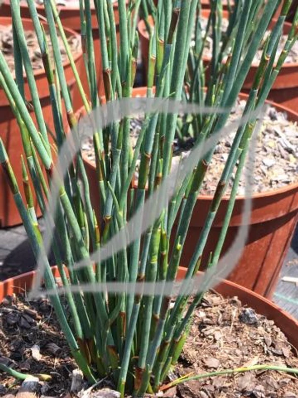 Chondropetalum tectorum