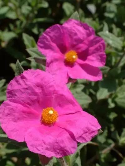 Lantana camara 'Bandana Cherry'