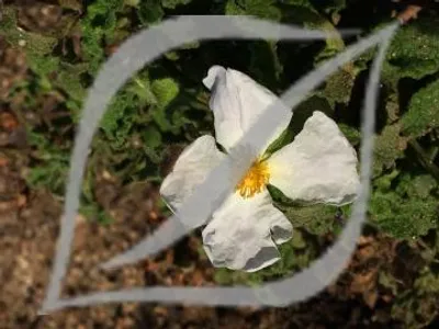 Cistus creticus 'Albus'