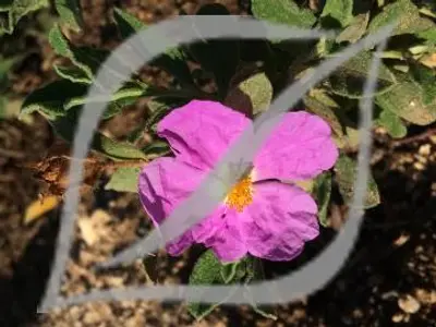 Cistus creticus 'Calcosalto'