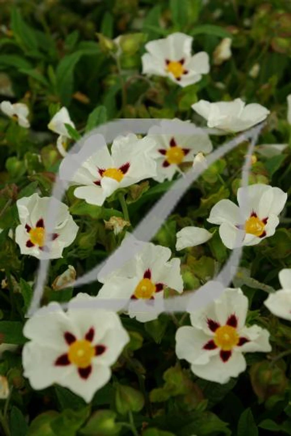 Cistus 'Gordon Cooper'