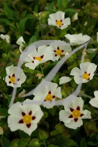 Cistus 'Gordon Cooper'
